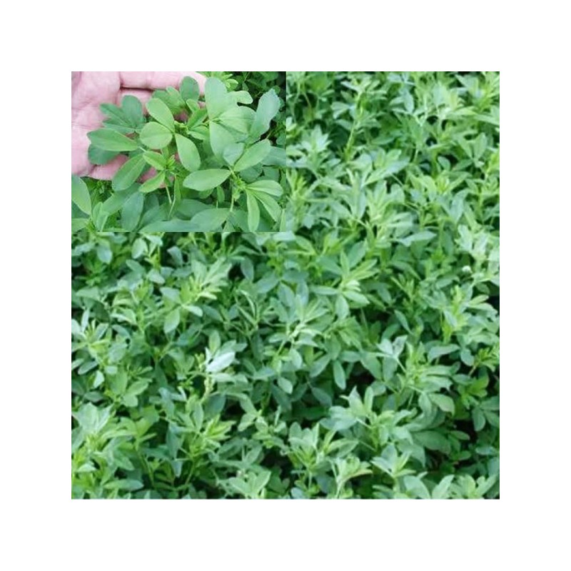 ALFALFA CUF 101 POLIMERIZADO